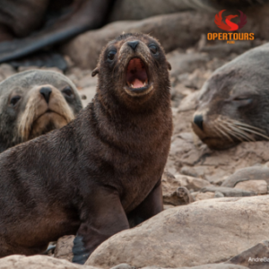Full Day Paracas e Ica: Islas Ballestas y Oasis de Huacachina